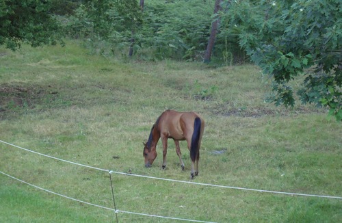 Pompiey House | APARTMENT IN THE COUNTRYSIDE POSIBILITY HORSES