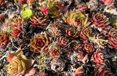 Dunkær Bed & Breakfast | Apartment Ruhetgaard Bed & kitchen