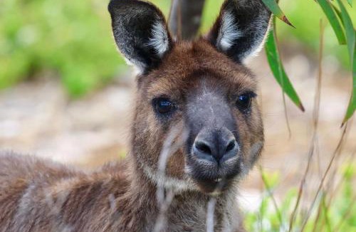 Kingscote Apartment | Apartments on Centenary