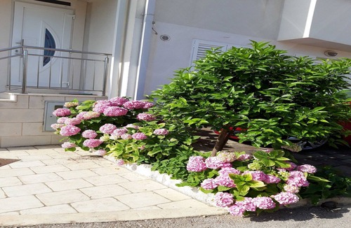 Babin Kuk Apartment | Apartments Pojko - Standard One-Bedroom Apartment with Terrace (Red)