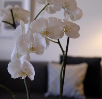 Lautrec Apartment | Appartement d'Hôtes Temps de Pause