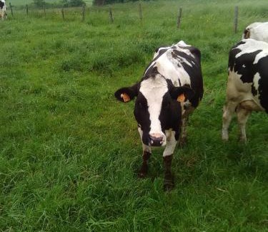 Berling Apartment | Appartement Petite Vallée