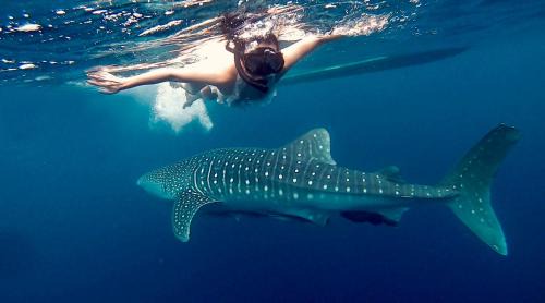 Maratua Island Resort | Arasatu Villas & Sanctuary