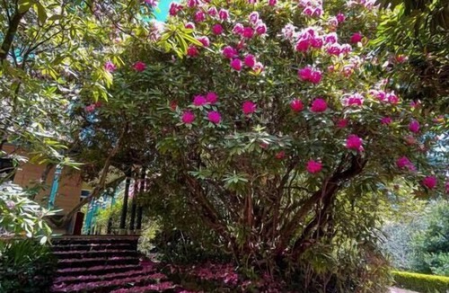 Mount Macedon House | Ard Choille Cottages