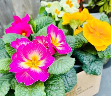 Arundel House | Arden House