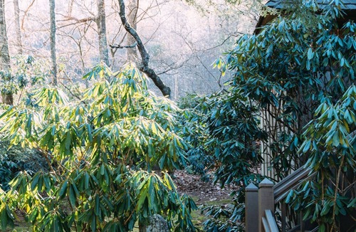 Highlands Cottage | Artist's Studio In The Treetops, Walkable, Canoes