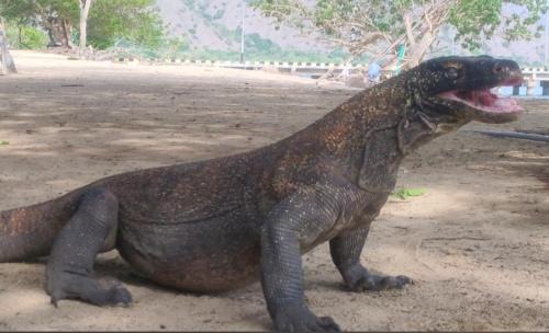 Komodo House | Atta komodo homestay