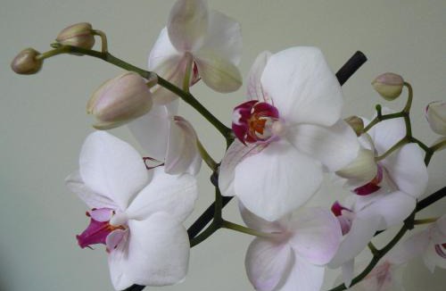 Lambersart House | Au Cèdre d'Or B&B