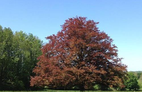 La Lucerne-dʼOutremer Bed & Breakfast | Au Château