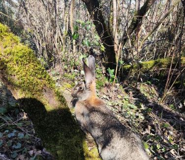 Varen House | Au chant des oiseaux - rouge gorge