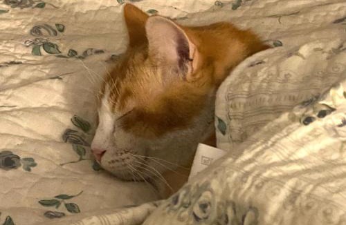 Moissac Bed & Breakfast | Au jardin Y