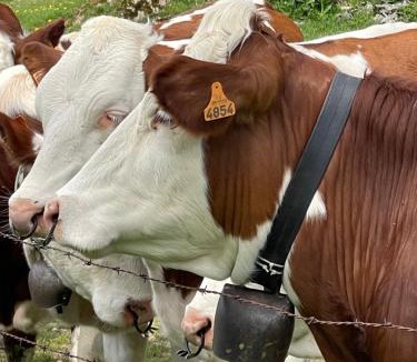 Hauterive-la-Fresse Hotel | Auberge de la Perdrix