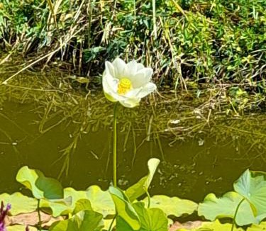 Saint-Leon-sur-Vezere House | Aux Iris