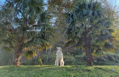Lourdios-Ichere House | Avalanche du Rock