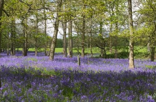 New Forest District Bed & Breakfast | Avalon House B&B