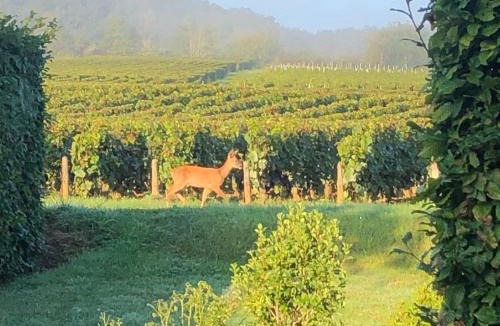 Thauvenay House | Avre de Paix Sancerrois