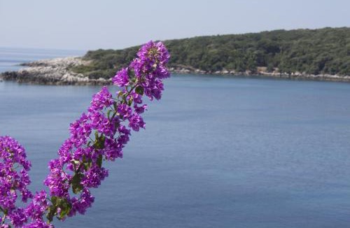 Molunat Apartment | "Azzurra Apartments