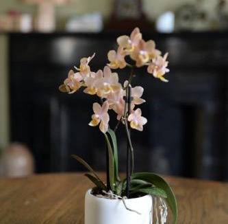 Canandaigua Bed & Breakfast | B&B at Oliver Phelps