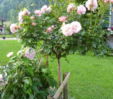 Werthenstein Bed & Breakfast | B&B Hofstetter