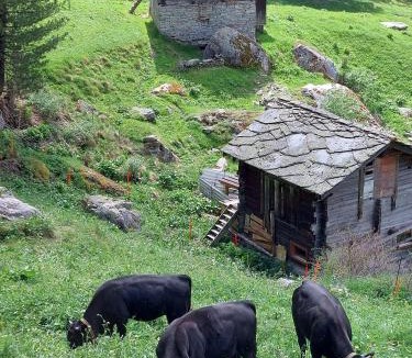 Gasenried Bed & Breakfast | B&B Hotel Alpenrösli