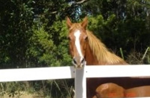 Pauwela Bed & Breakfast | Bamboo Valley Inn