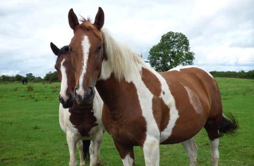 Darlington House | Barforth Hall Parlour
