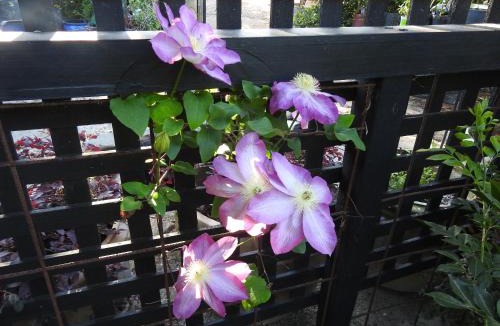 Rutherglen Apartment | Barkly Apartment