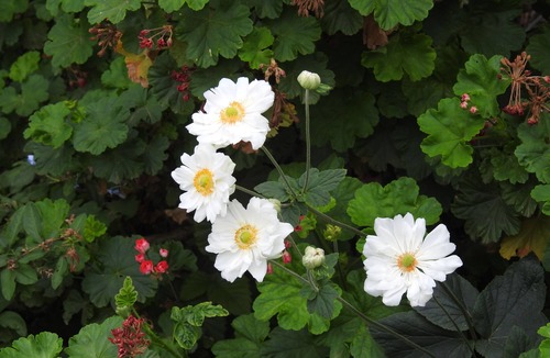 Rutherglen Apartment | Barkly Suites Apartments