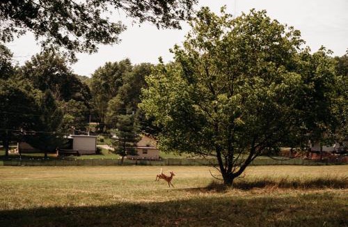 Piedmont House | BaseCamp Cabin