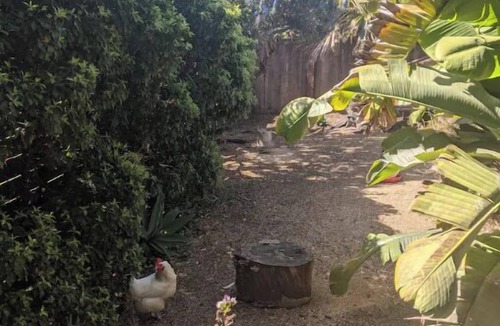 Richmond Annex Apartment | Bay Area Tiny Tranquil Oasis - with Backyard Chickens!