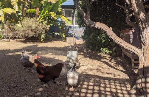 Richmond Annex Apartment | Bay Area Tiny Tranquil Oasis - with Backyard Chickens!