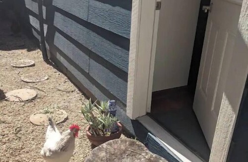 Richmond Annex Apartment | Bay Area Tiny Tranquil Oasis - with Backyard Chickens!