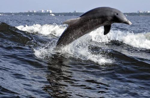 Dauphin Island Apartment | Bayou Heron 1B