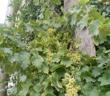 Coulonces Bed & Breakfast | BB in