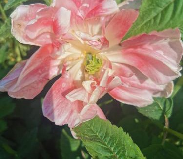 Lydd Resort | Beach gardens