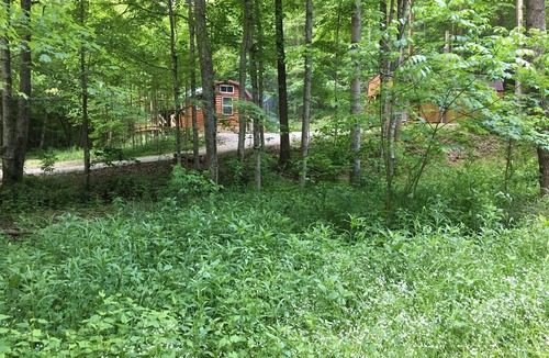 South Bloomingville Cabin | Bear Cabin, Hocking Hills
