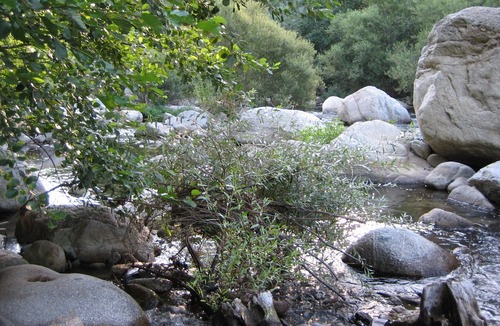 Arles-sur-Tech House | Beautiful Millhouse next to the river.