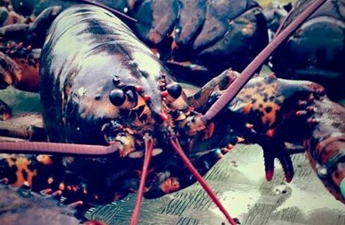 Parrsboro Cottage | Beautiful Ocean View Cottage