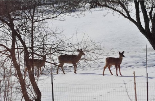 Marshfield House | Beautiful Private home on 75 acres 5 min from rt 2