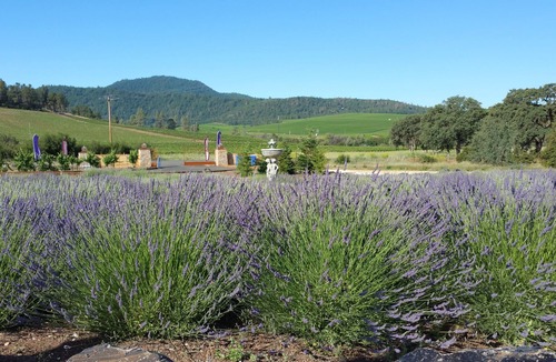 Lower Lake Villa | Beautiful Wine Ranch Vineyard Setting