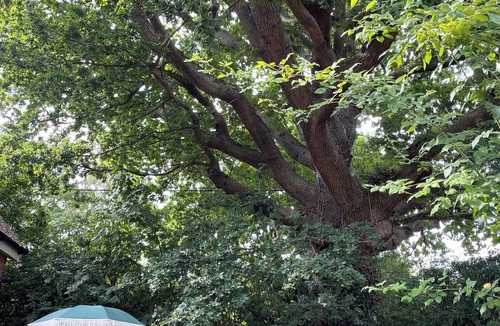 Herstmonceux Cottage | Beautifully Designed Peaceful Cottage