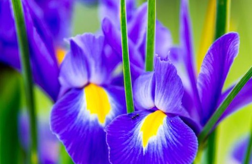 Beechworth House | Beechworth Cedar Cottages