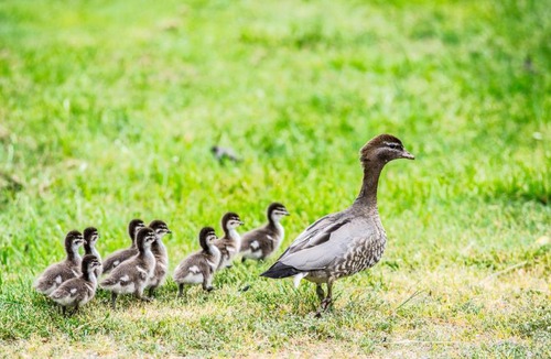 Beechworth House | Beechworth Cedar Cottages