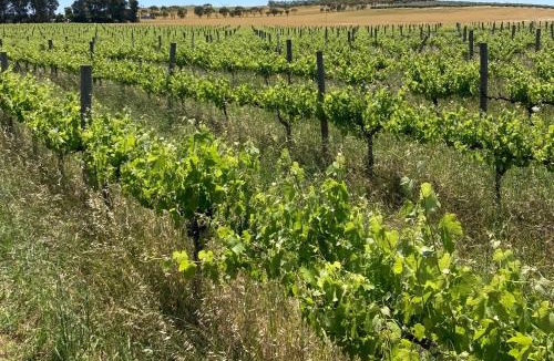 Jamestown House | Belalie Wines