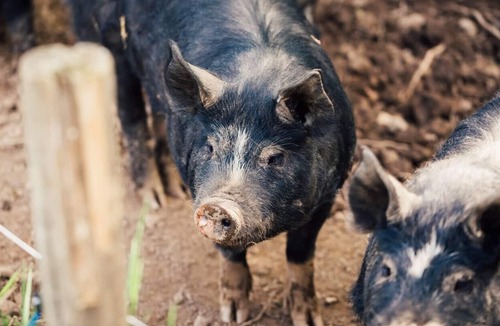Crediton Cabin | Bell Tent - in a glorious Devon vineyard