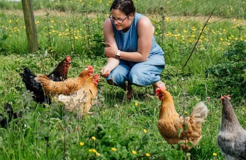 Crediton Cabin | Bell Tent - in a glorious Devon vineyard