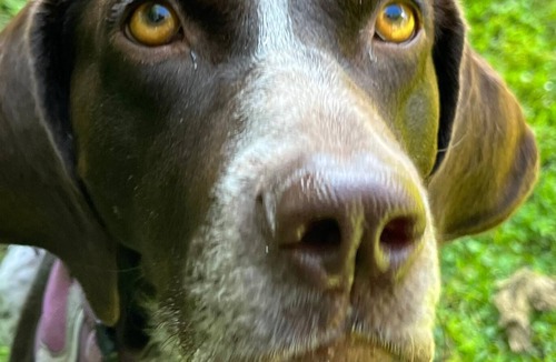 Wing RV Rental | Bell tent with garden view