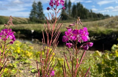 Wing RV Rental | Bell tent with garden view