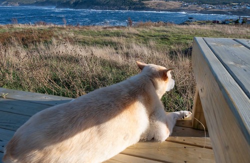 Pouch Cove House | Bella's Blue House, Pouch Cove