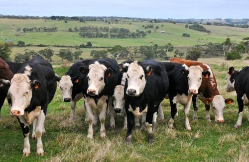 Scotts Creek House | Bellevue Farmstay